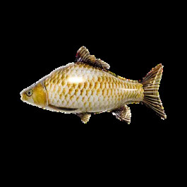 Опция Фольгированный шар "Рыба Карась" - фото 1 Опция Фольгированный шар "Рыба Карась" – фото 1